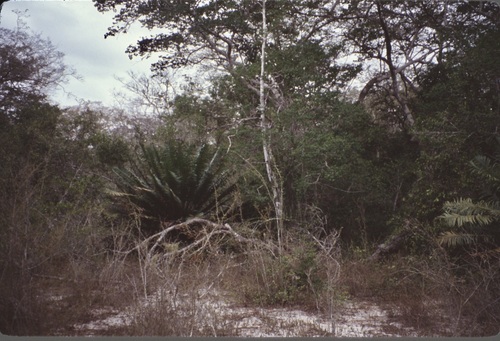 Encephalartos hildebrandtii image
