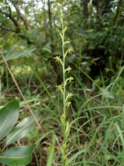 Peristylus