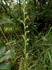 Peristylus