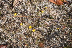 Utricularia simulans image
