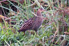 Gallicrex cinerea