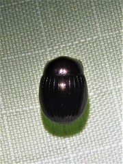 Ateuchus histeroides