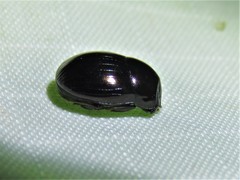 Ateuchus histeroides