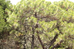 Pinus devoniana