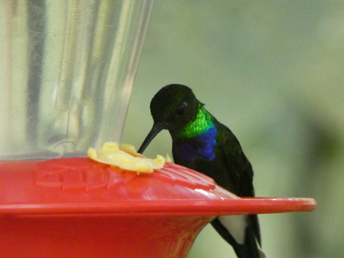 Purple-chested Hummingbird (Polyerata rosenbergi), photo 5