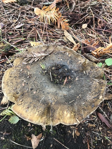 Lactarius olivaceoumbrinus image