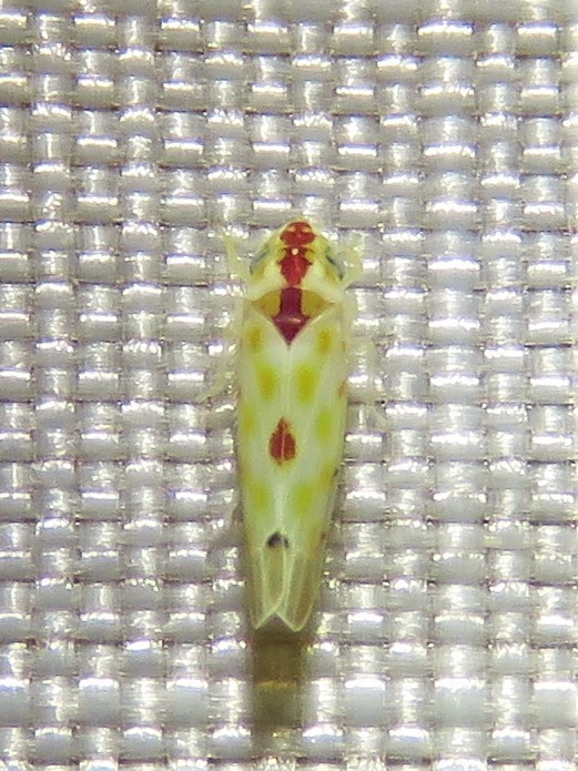 Eratoneura accola