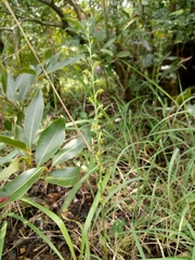 Peristylus