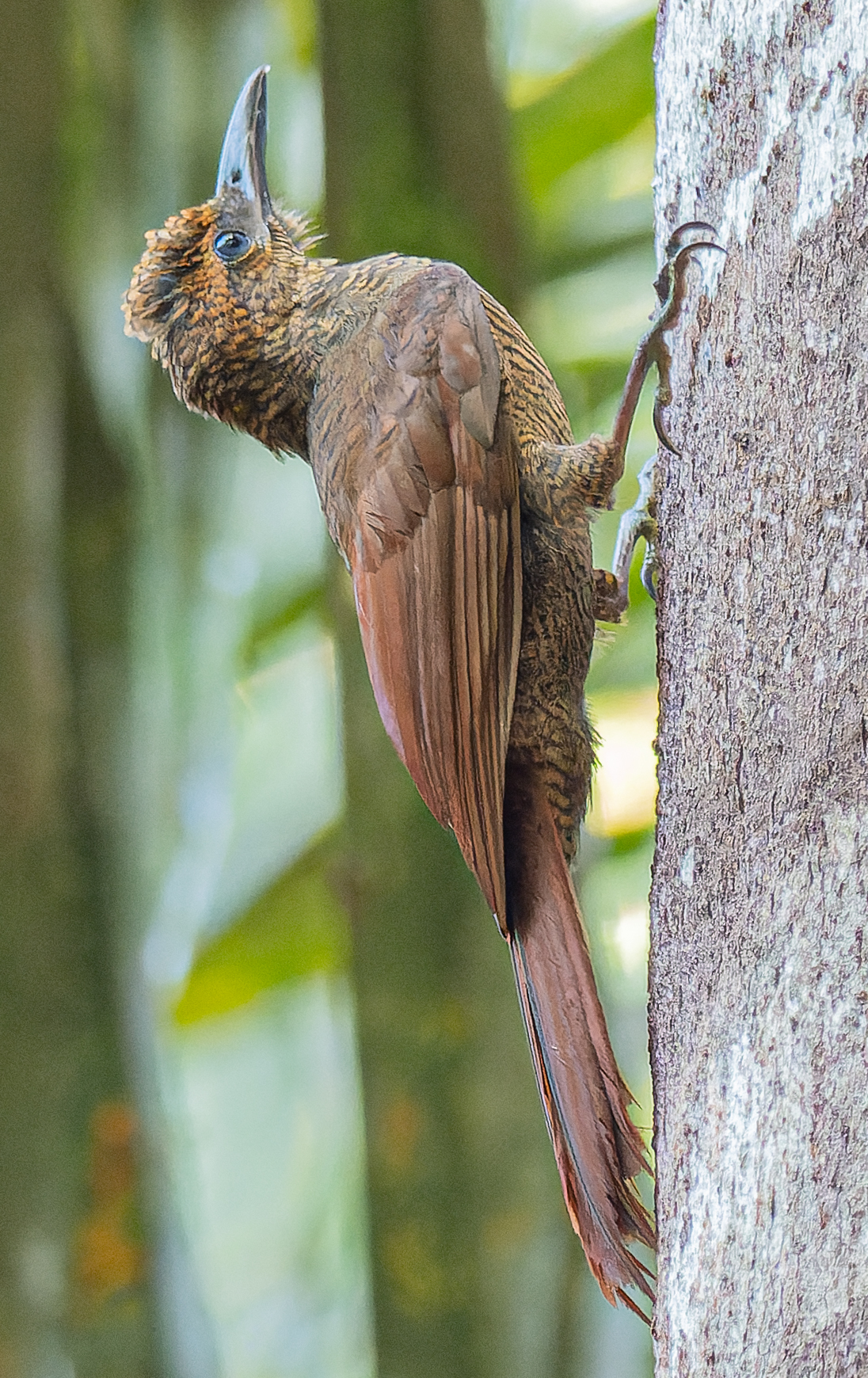 Dendrocolaptes sanctithomae (Lafresnaye, 1852)