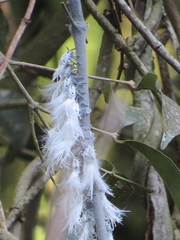 Salacia gerrardii