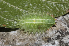 Natada nigripuncta