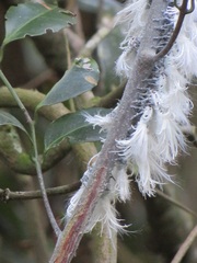 Salacia gerrardii