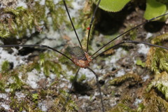 Leiobunum viridorsum