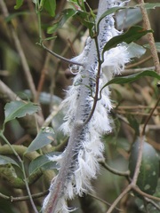 Salacia gerrardii