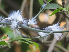 Salacia gerrardii