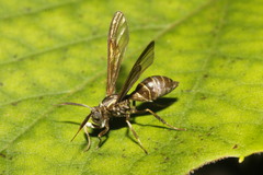 Pseudosphex melanogen