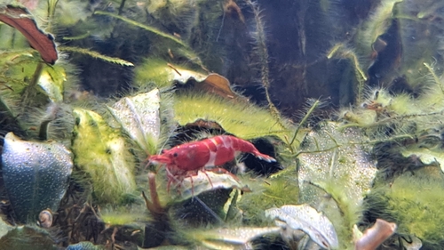 Tép đỏ Neocaridina trưởng thành bò trên lá cây trong bể thủy sinh