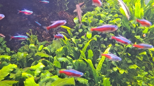 Đàn cá neon vua bơi trên bụi cây thủy sinh xanh