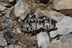 Zopherus nodulosus nodulosus