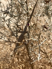Urosaurus graciosus