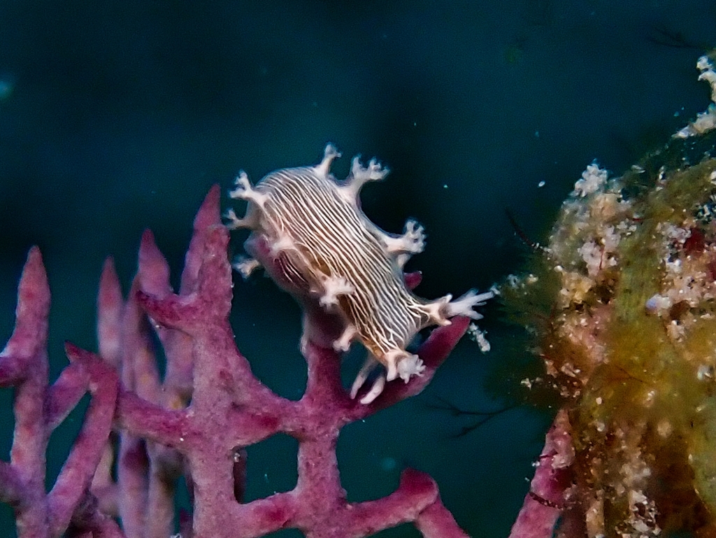 Hamner's Tritonia