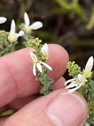 Image of Indigofera hamulosa by (c) Charleen Brunke, some rights reserved (CC BY)