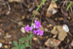 Glandularia canadensis