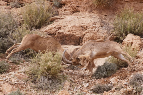 Aoudad