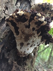 Inonotus cuticularis