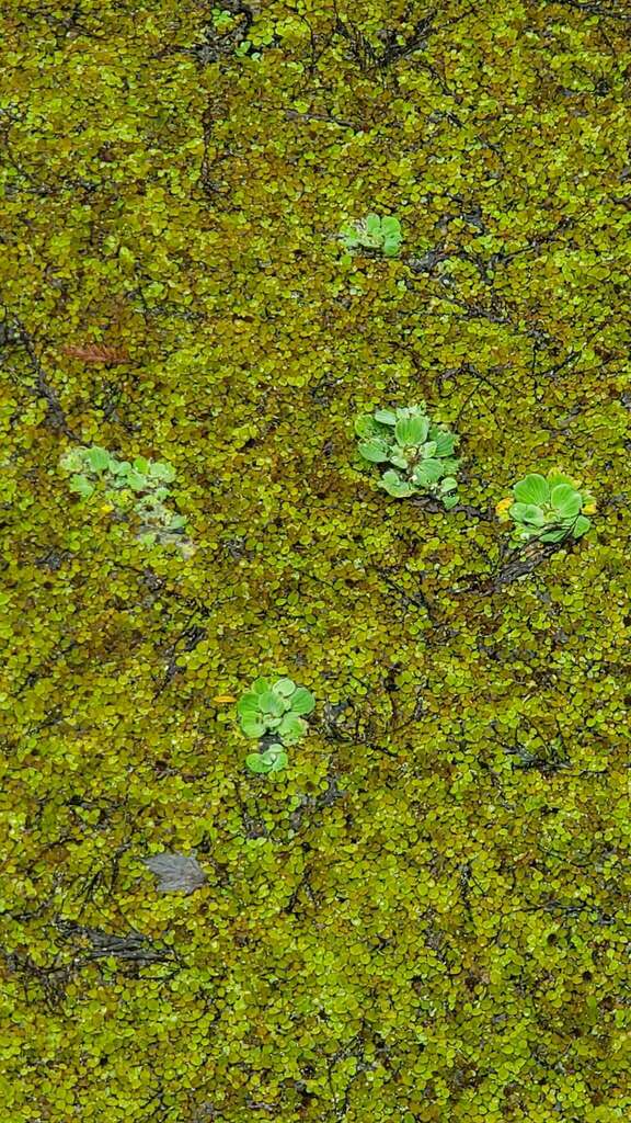 water lettuce from Lettuce lake park on January 21, 2023 at 0100 PM by