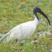 Black-headed Ibis - Photo (c) Vijay Anand Ismavel, some rights reserved (CC BY-NC-SA), uploaded by Dr. Vijay Anand Ismavel MS MCh