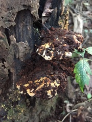 Inonotus cuticularis