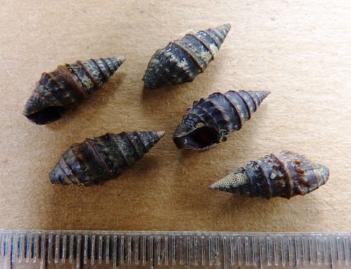 Pilsbryspira aterrima (Pilsbryspira aterrima)