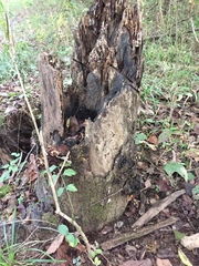 Inonotus cuticularis