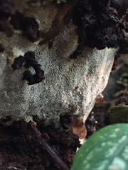 Inonotus cuticularis