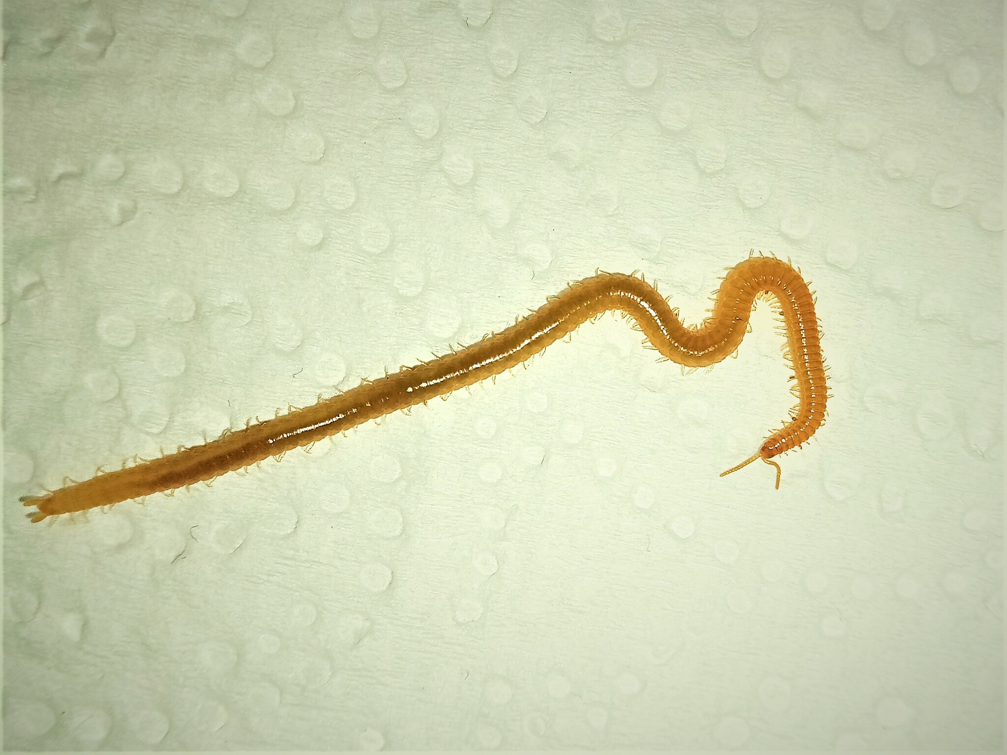 Henia athenarum Pocock, 1891