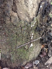 Inonotus cuticularis