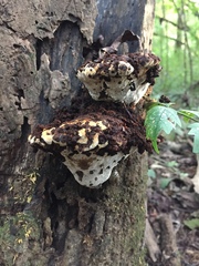 Inonotus cuticularis