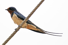Hirundo rustica