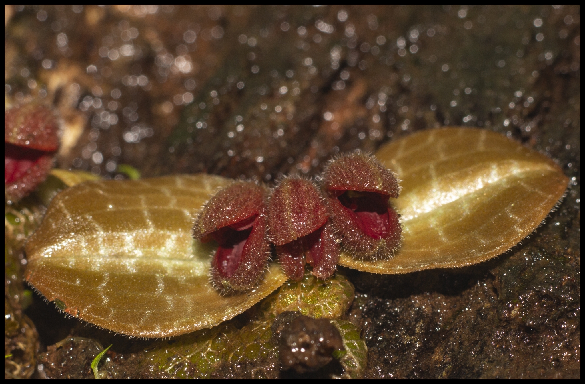 Porpax