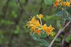 Lonicera flava