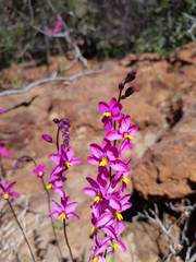 Ixia scillaris scillaris