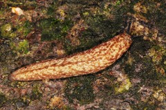 Philomycus flexuolaris