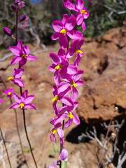 Ixia scillaris scillaris