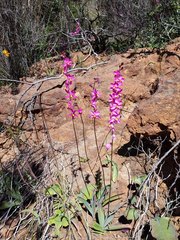 Ixia scillaris scillaris