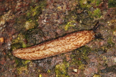 Philomycus flexuolaris