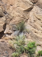 Juncus acutus image