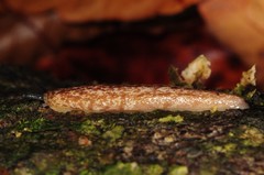 Philomycus flexuolaris