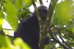 Semnopithecus johnii