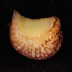 Philomycus flexuolaris